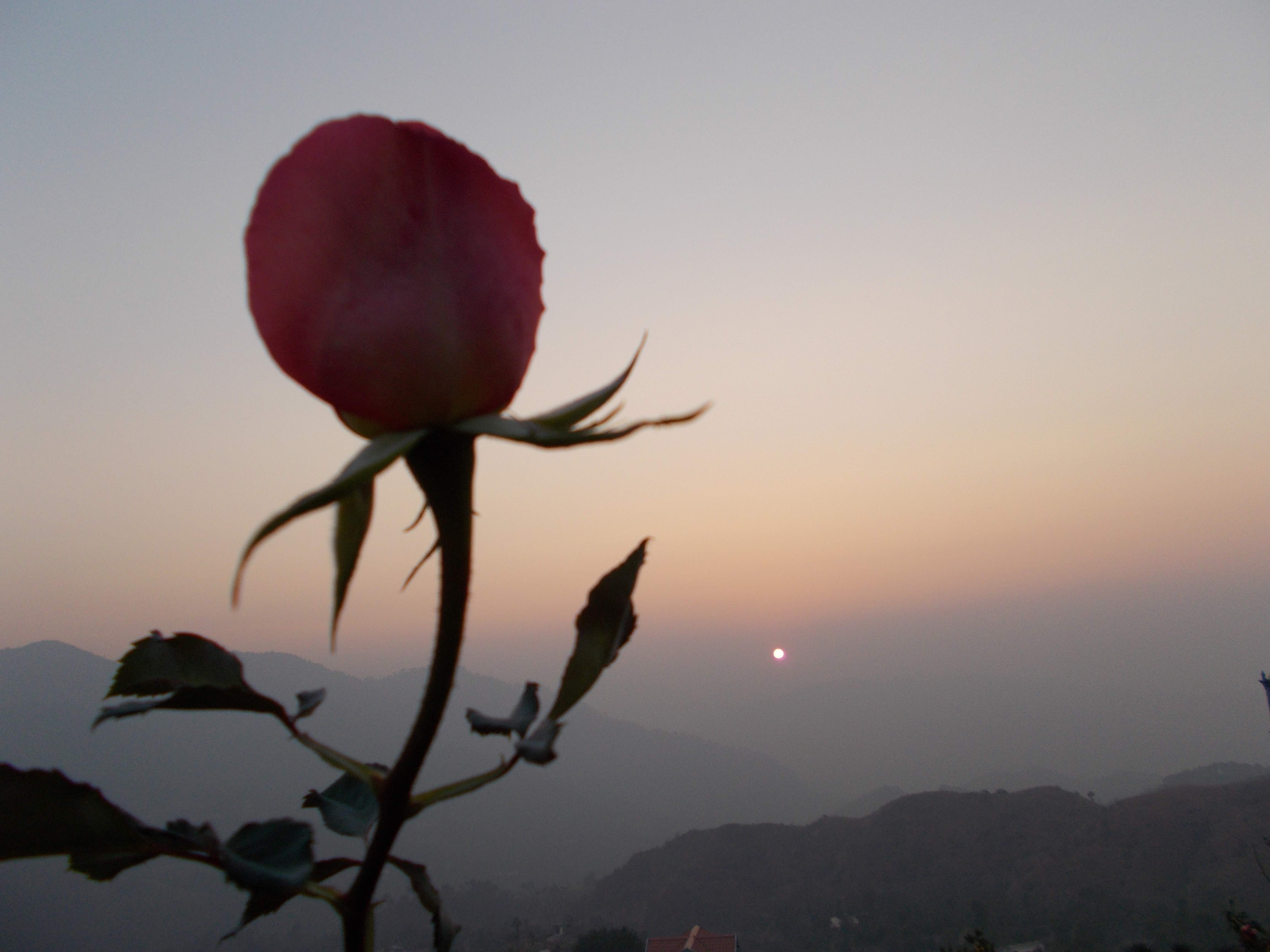 Clickable video thumbnail of a rose against the sunset.