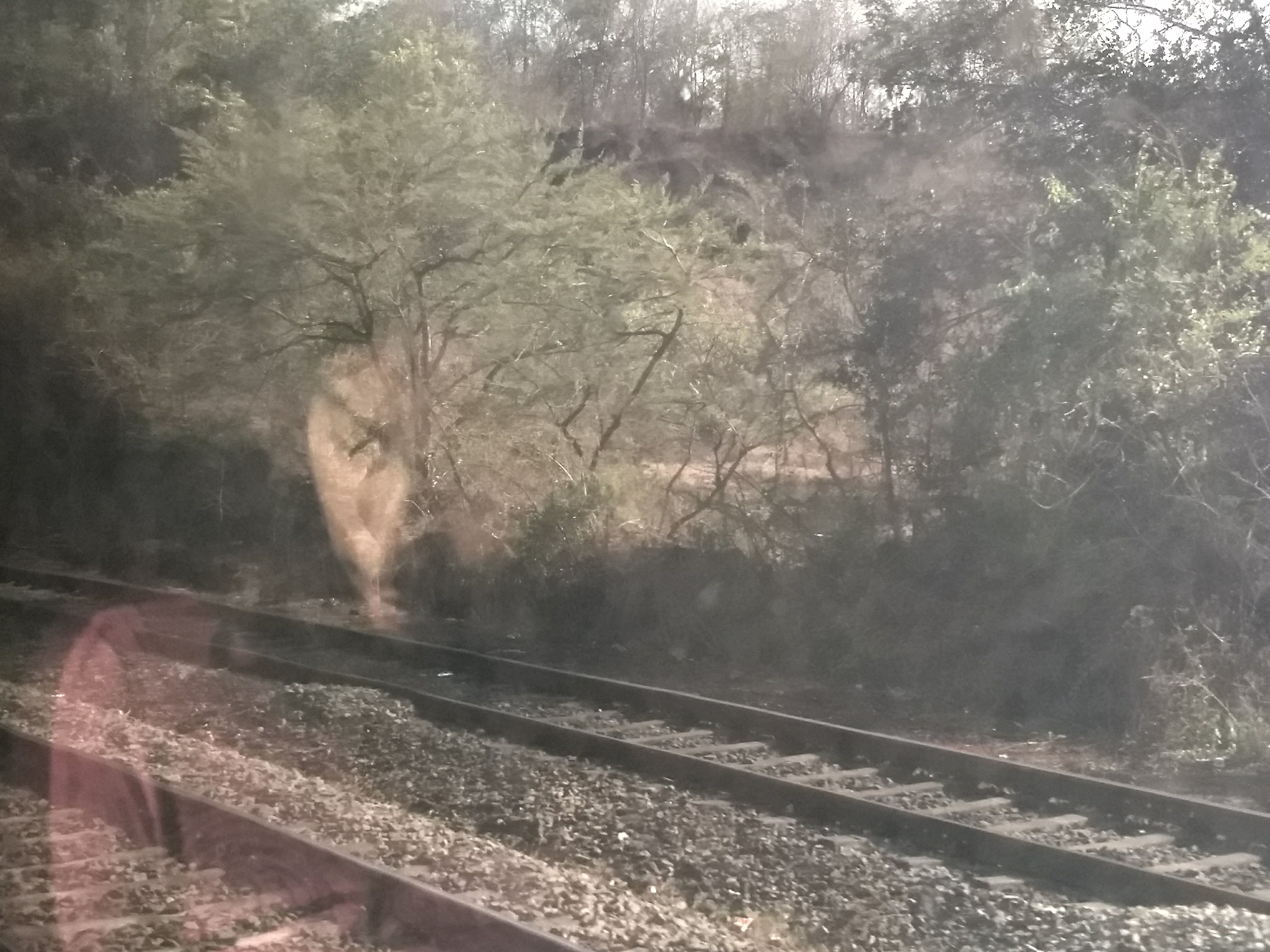 Clickable video thumbnail of a girl's reflection against trees in the forest.